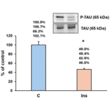 ELISA - Anti-p-Tau Antibody (A34931) - Antibodies.com Citation