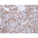 Immunohistochemistry - p-Tau antibody from Signalway Antibody (23041) - Antibodies.com