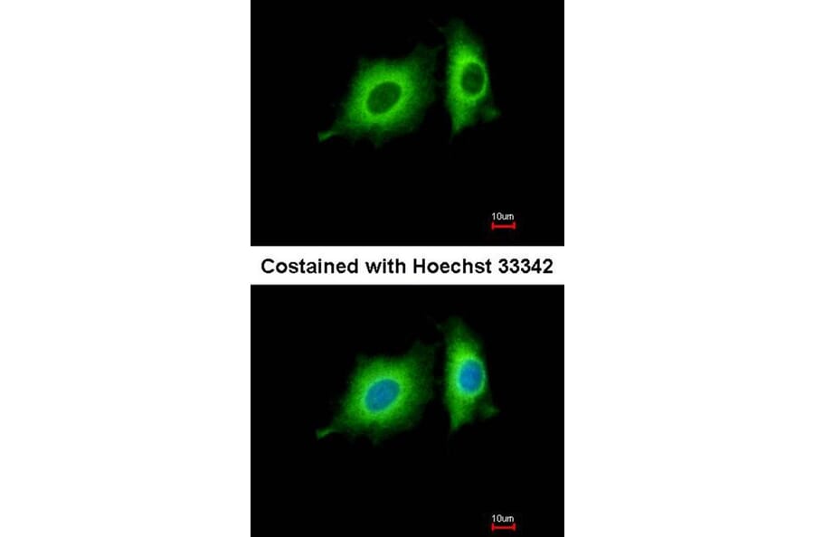 Immunofluorescence - p-Tau antibody from Signalway Antibody (23041) - Antibodies.com