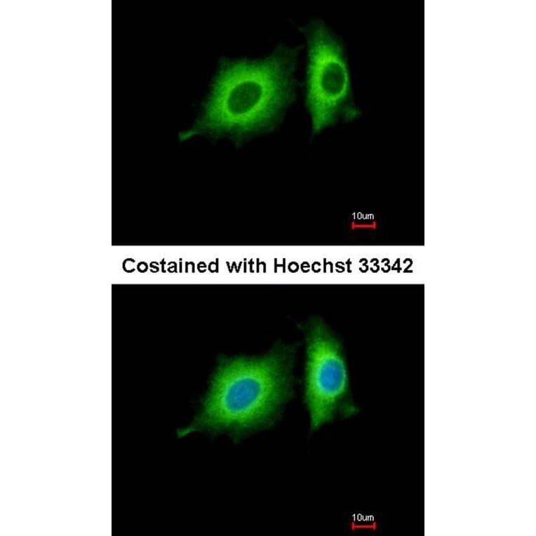 Immunofluorescence - p-Tau antibody from Signalway Antibody (23041) - Antibodies.com