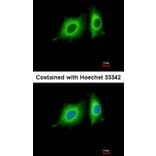 Immunofluorescence - p-Tau antibody from Signalway Antibody (23041) - Antibodies.com