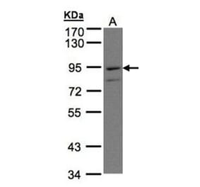 PTGFRN antibody from Signalway Antibody (23064) - Antibodies.com