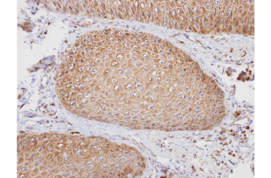 Immunohistochemistry - PTGFRN antibody from Signalway Antibody (23064) - Antibodies.com