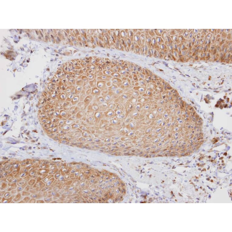 Immunohistochemistry - PTGFRN antibody from Signalway Antibody (23064) - Antibodies.com