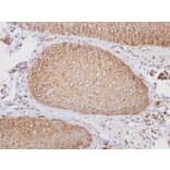 Immunohistochemistry - PTGFRN antibody from Signalway Antibody (23064) - Antibodies.com