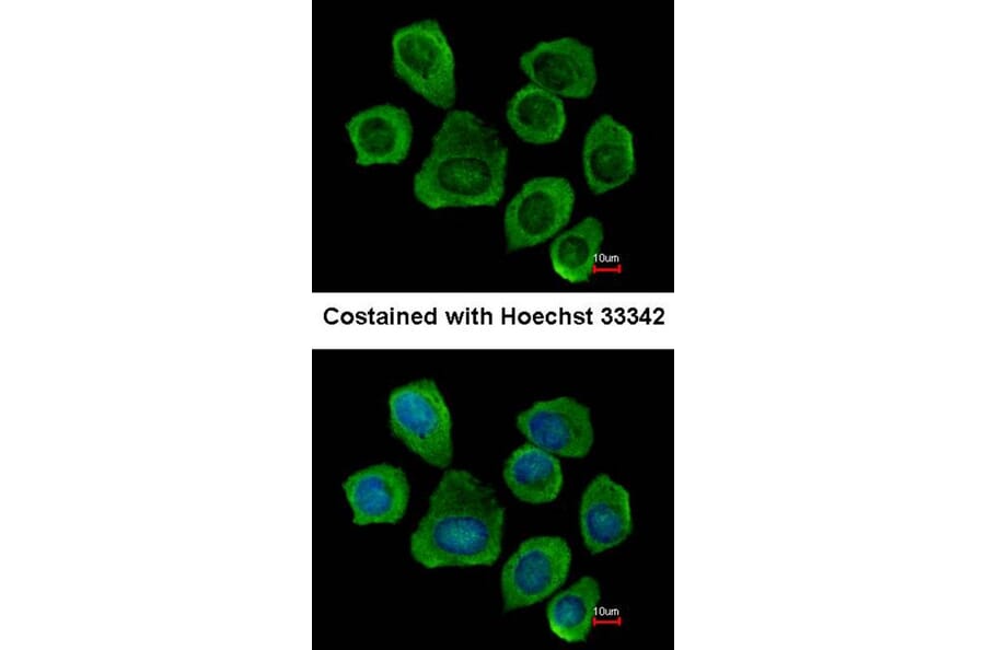 Immunofluorescence - PTGFRN antibody from Signalway Antibody (23064) - Antibodies.com