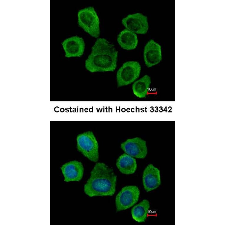 Immunofluorescence - PTGFRN antibody from Signalway Antibody (23064) - Antibodies.com