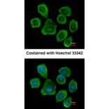 Immunofluorescence - PTGFRN antibody from Signalway Antibody (23064) - Antibodies.com
