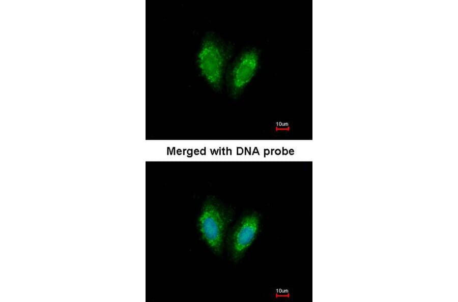 Immunofluorescence - SUCLG1 antibody from Signalway Antibody (23091) - Antibodies.com
