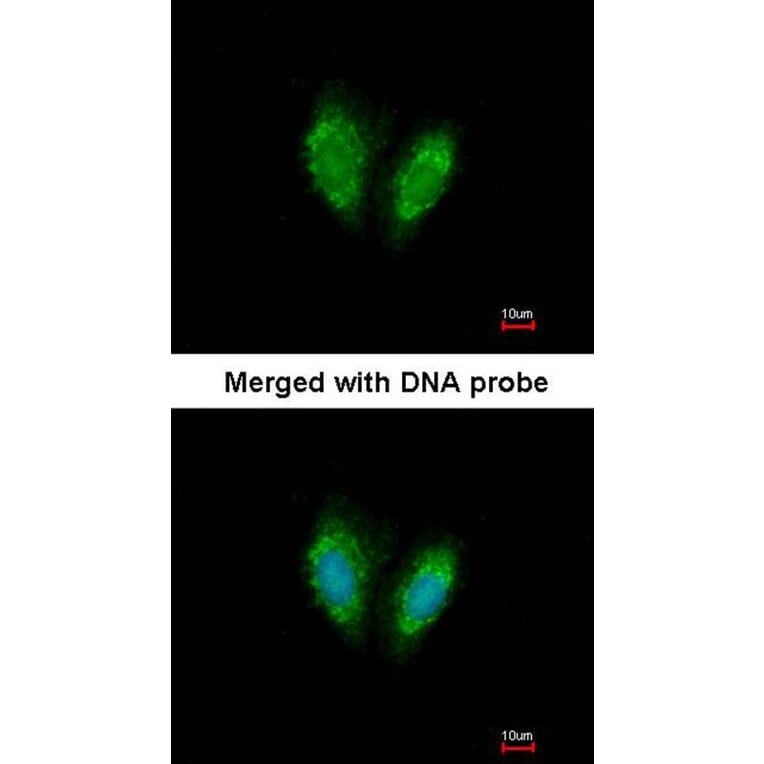 Immunofluorescence - SUCLG1 antibody from Signalway Antibody (23091) - Antibodies.com