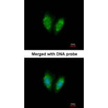 Immunofluorescence - SUCLG1 antibody from Signalway Antibody (23091) - Antibodies.com