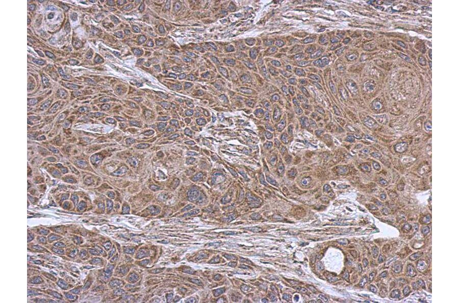 Immunohistochemistry - SUCLA2 antibody from Signalway Antibody (23092) - Antibodies.com
