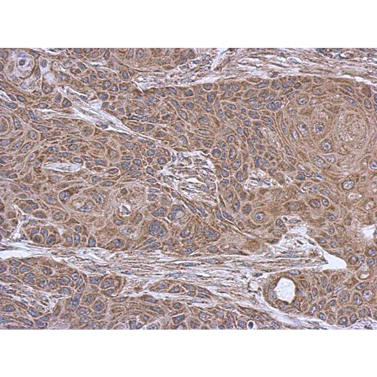 Immunohistochemistry - SUCLA2 antibody from Signalway Antibody (23092) - Antibodies.com