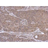 Immunohistochemistry - SUCLA2 antibody from Signalway Antibody (23092) - Antibodies.com