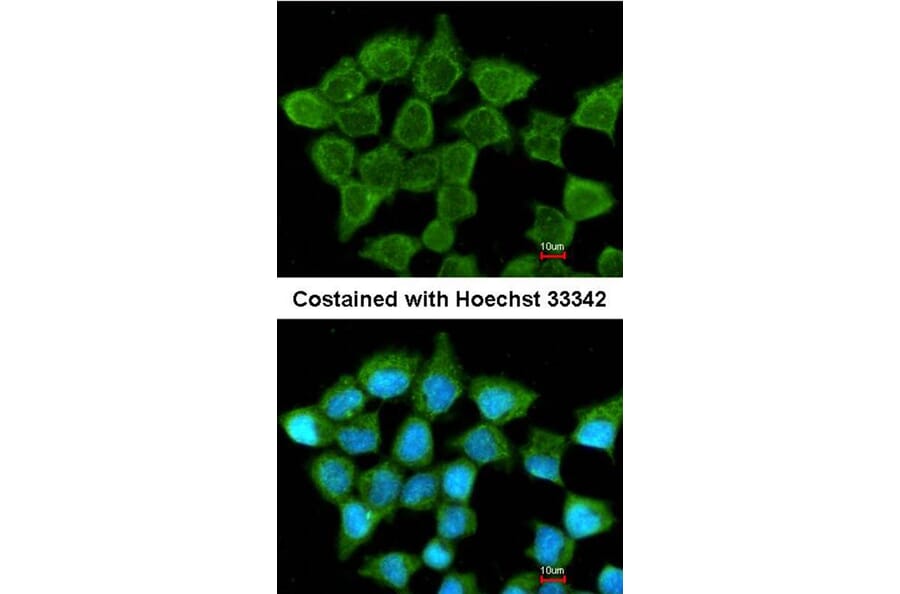 Immunofluorescence - SUCLA2 antibody from Signalway Antibody (23092) - Antibodies.com