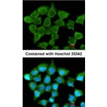 Immunofluorescence - SUCLA2 antibody from Signalway Antibody (23092) - Antibodies.com