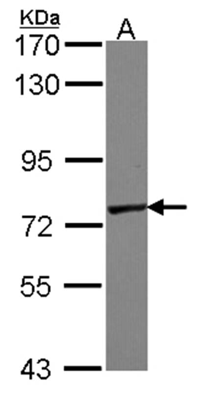 Sample (30 µg of whole cell lysate)  A431 7.5% SDS PAGE Primary antibody diluted at 1: 10000