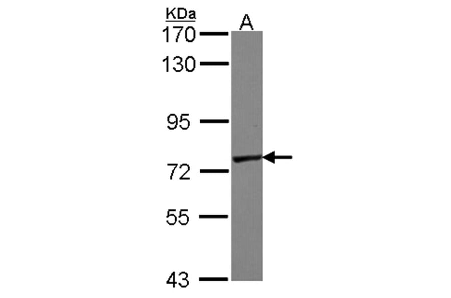 GALNT7 antibody from Signalway Antibody (23130) - Antibodies.com