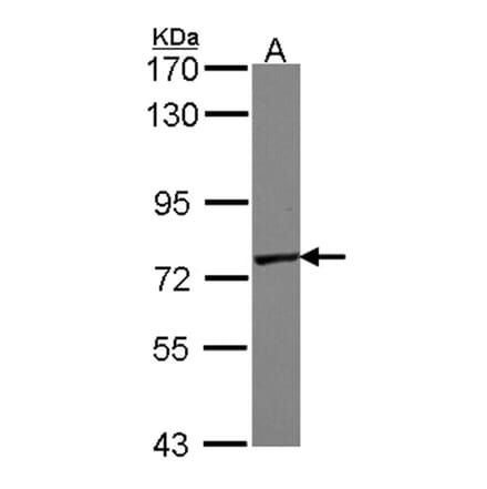 GALNT7 antibody from Signalway Antibody (23130) - Antibodies.com