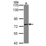 GALNT7 antibody from Signalway Antibody (23130) - Antibodies.com