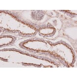 Immunohistochemistry - GALNT7 antibody from Signalway Antibody (23130) - Antibodies.com