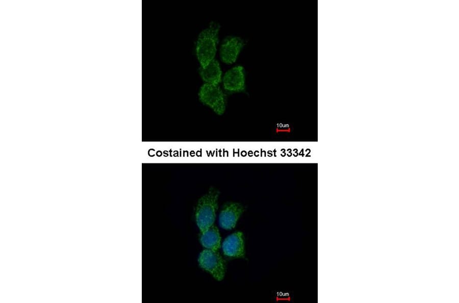 Immunofluorescence - GALNT7 antibody from Signalway Antibody (23130) - Antibodies.com