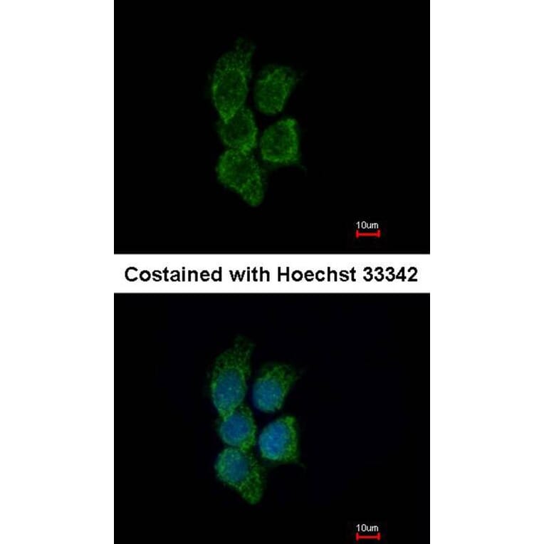 Immunofluorescence - GALNT7 antibody from Signalway Antibody (23130) - Antibodies.com