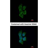 Immunofluorescence - GALNT7 antibody from Signalway Antibody (23130) - Antibodies.com