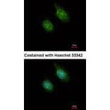 Immunofluorescence - CAMK1D antibody from Signalway Antibody (23142) - Antibodies.com