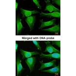 Immunofluorescence - CAMK1D antibody from Signalway Antibody (23144) - Antibodies.com