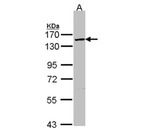 VCPIP1 antibody from Signalway Antibody (23153) - Antibodies.com