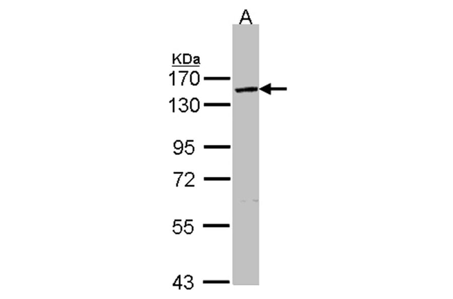 VCPIP1 antibody from Signalway Antibody (23153) - Antibodies.com