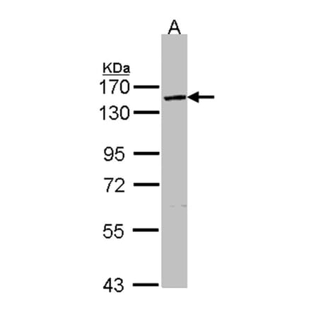 VCPIP1 antibody from Signalway Antibody (23153) - Antibodies.com