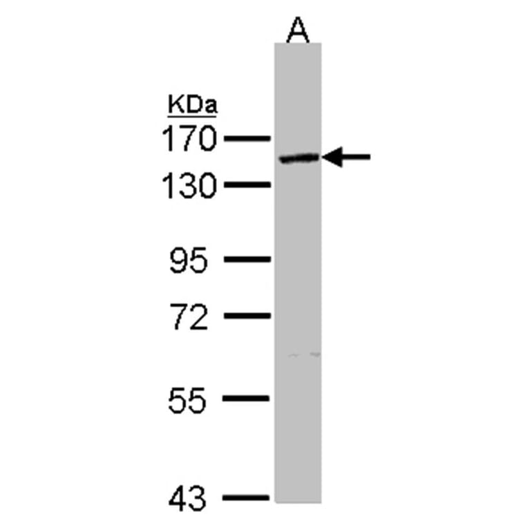 VCPIP1 antibody from Signalway Antibody (23153) - Antibodies.com