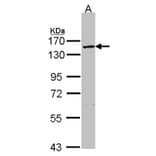 VCPIP1 antibody from Signalway Antibody (23153) - Antibodies.com