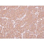 Immunohistochemistry - VCPIP1 antibody from Signalway Antibody (23153) - Antibodies.com