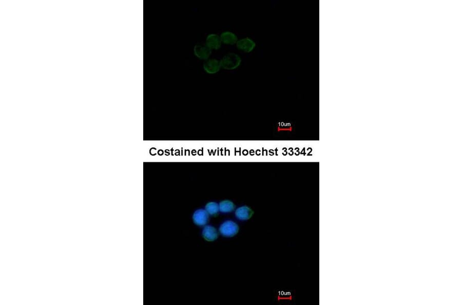 Immunofluorescence - VCPIP1 antibody from Signalway Antibody (23153) - Antibodies.com
