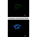 Immunofluorescence - VCPIP1 antibody from Signalway Antibody (23153) - Antibodies.com