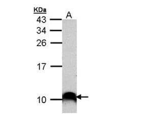 COX7B2 antibody from Signalway Antibody (23174) - Antibodies.com