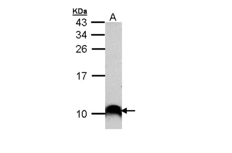 COX7B2 antibody from Signalway Antibody (23174) - Antibodies.com