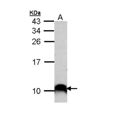 COX7B2 antibody from Signalway Antibody (23174) - Antibodies.com