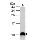 COX7B2 antibody from Signalway Antibody (23174) - Antibodies.com