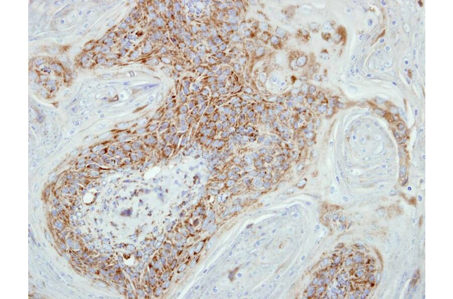Immunohistochemistry - COX7B2 antibody from Signalway Antibody (23174) - Antibodies.com
