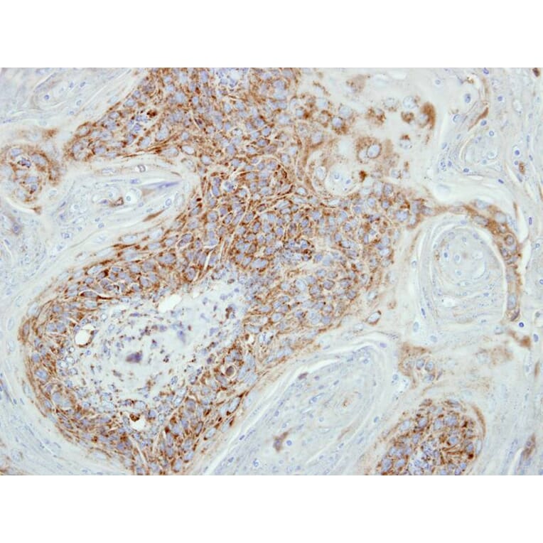 Immunohistochemistry - COX7B2 antibody from Signalway Antibody (23174) - Antibodies.com