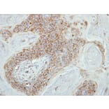 Immunohistochemistry - COX7B2 antibody from Signalway Antibody (23174) - Antibodies.com