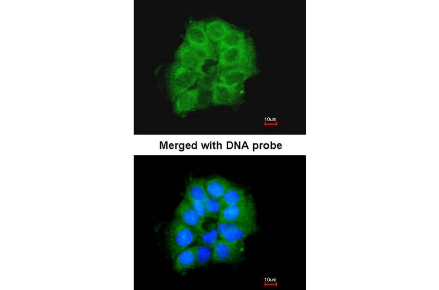 Immunofluorescence - COX7B2 antibody from Signalway Antibody (23174) - Antibodies.com