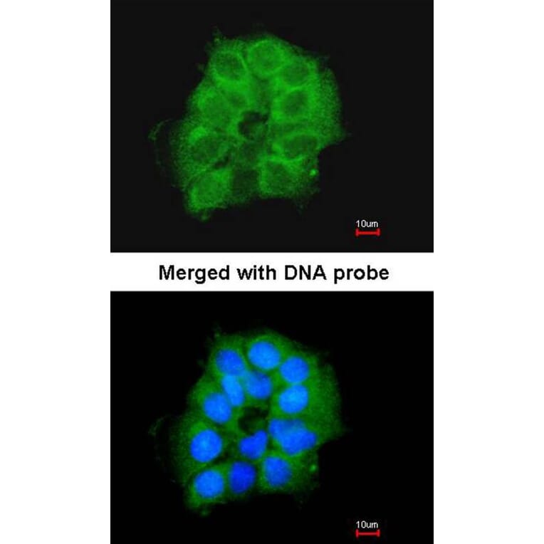 Immunofluorescence - COX7B2 antibody from Signalway Antibody (23174) - Antibodies.com