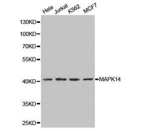 Western blot - MAPK14 Antibody from Signalway Antibody (32026) - Antibodies.com