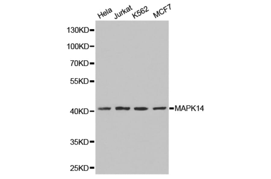 Western blot - MAPK14 Antibody from Signalway Antibody (32026) - Antibodies.com