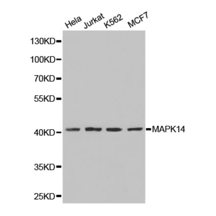 Western blot - MAPK14 Antibody from Signalway Antibody (32026) - Antibodies.com